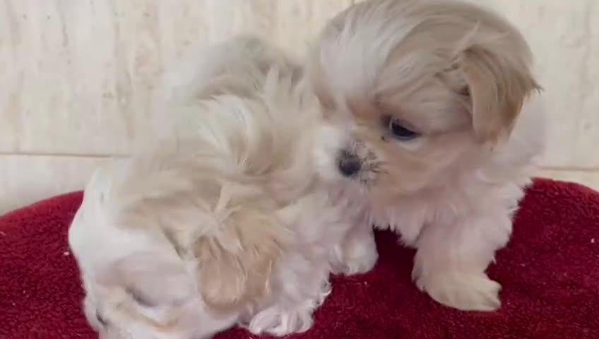 Shih Tzu perros en venta: Shih tzu se admiten reservas - Video 2