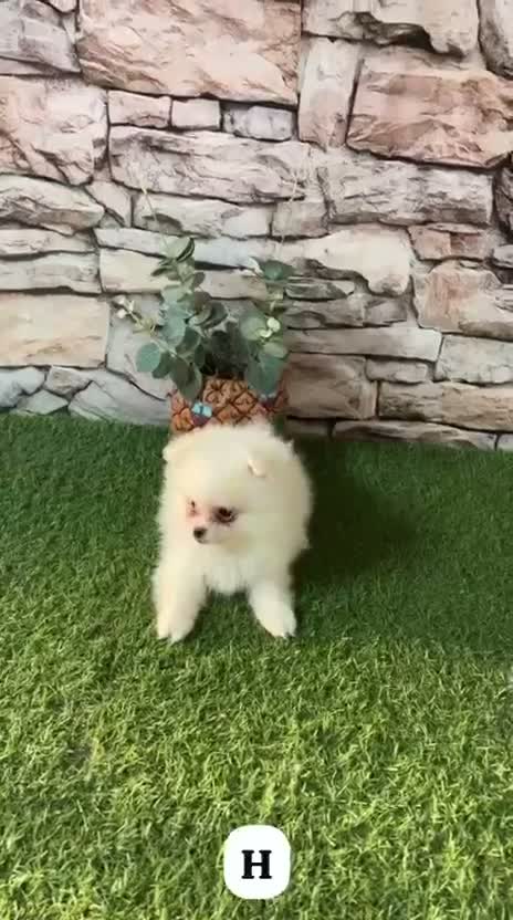 Pomerania perros en venta: POMERANIA BLANCO MINI TOY - Video 2