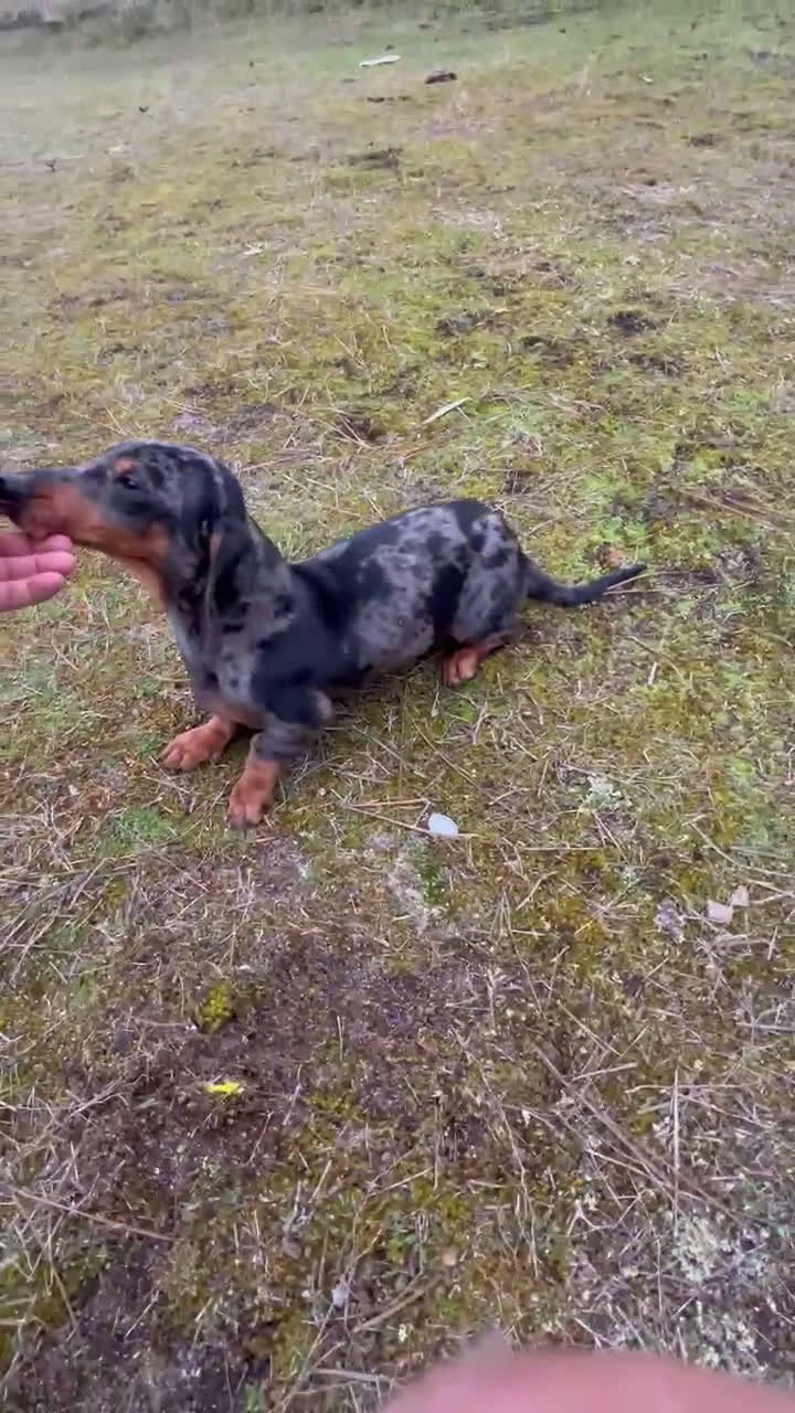 Teckel Miniatura perros en venta: Teckel macho arlequín 6 meses - Video 1
