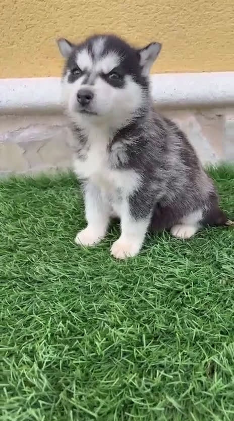 Husky Siberiano perros en venta: Husky siberiano hembra  - Video 1