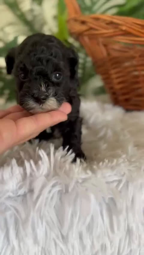 Caniche Toy perros en venta: CANICHE TOY HEMBRA - Video 1