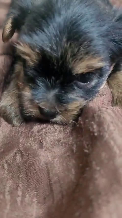 Yorkshire Terrier perros en venta: Camada de cachorros Yorkshire Terrier  en Granada - Video 3