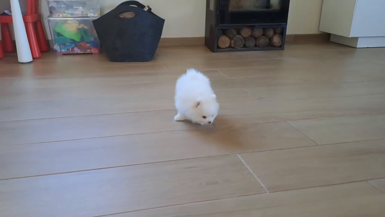 Pomerania perros en venta: Lulu de Pomerania  - Video 2