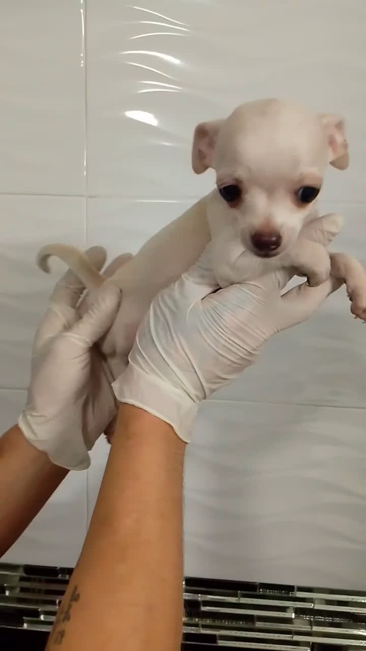Chihuahua perros en venta: Chihuahua mini  - Video 3