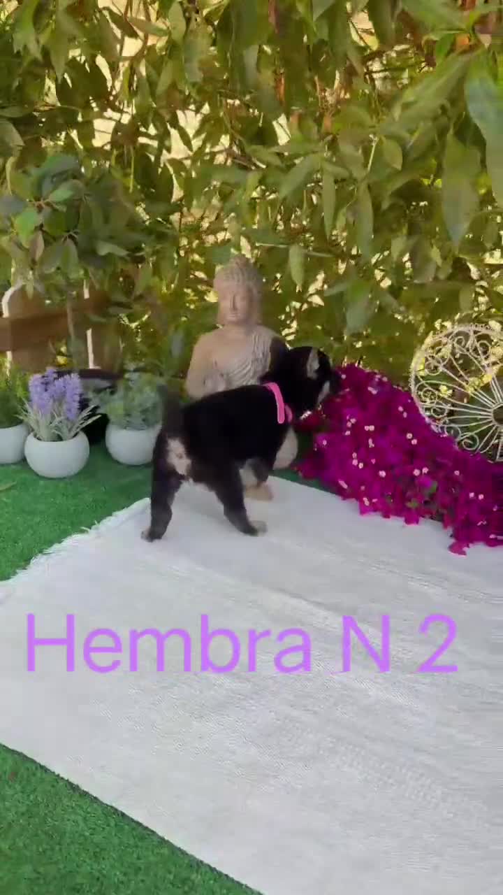 Shiba Inu perros en venta: Shiba Inu rojos y negros preciosos  - Video 1
