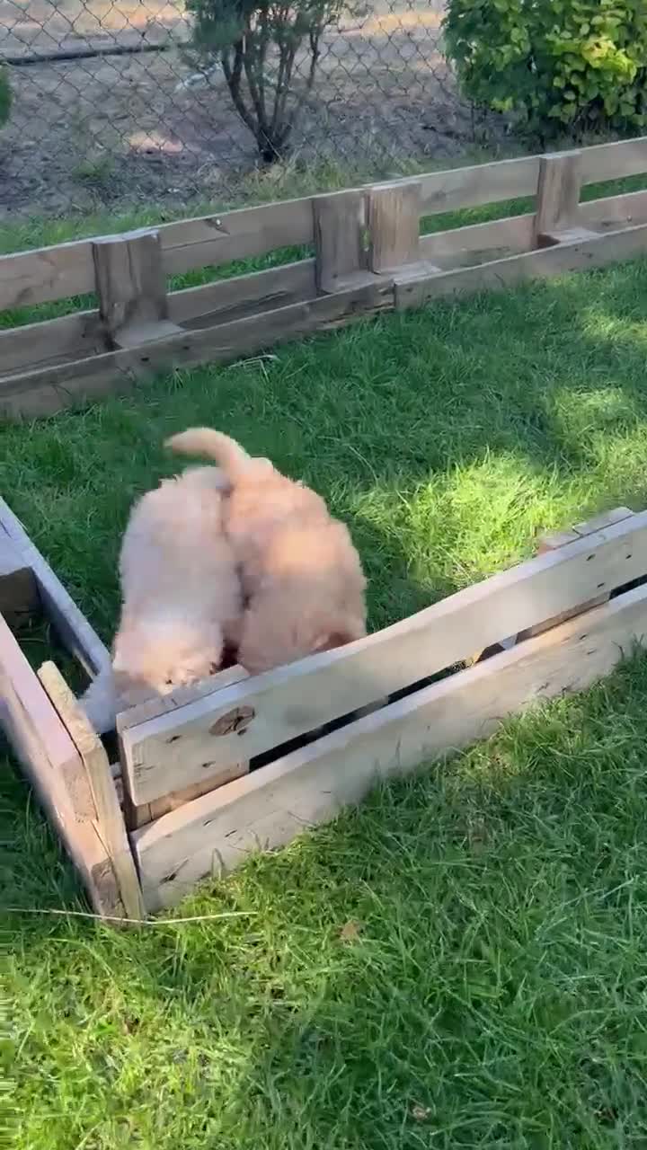 Maltipoo perros en venta: Maltipoo - Video 1