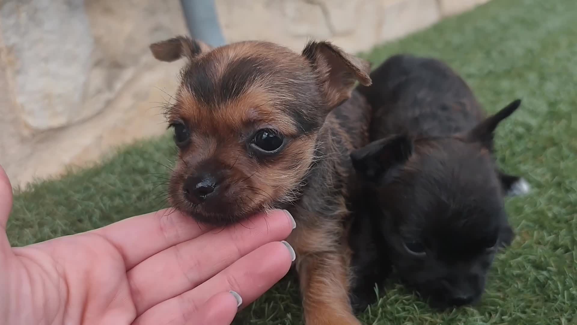 Raza Mixta perros en venta: Chorkie disponibles  en Madrid - Video 1