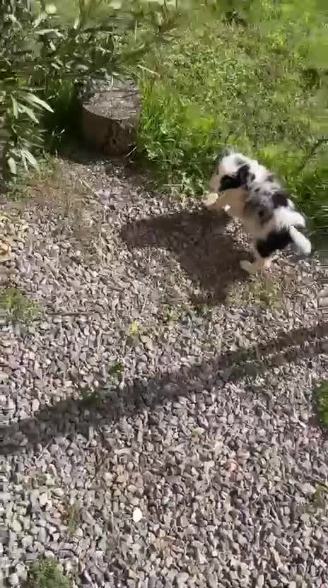 Border Collie perros en venta: Border collie merle - Video 2