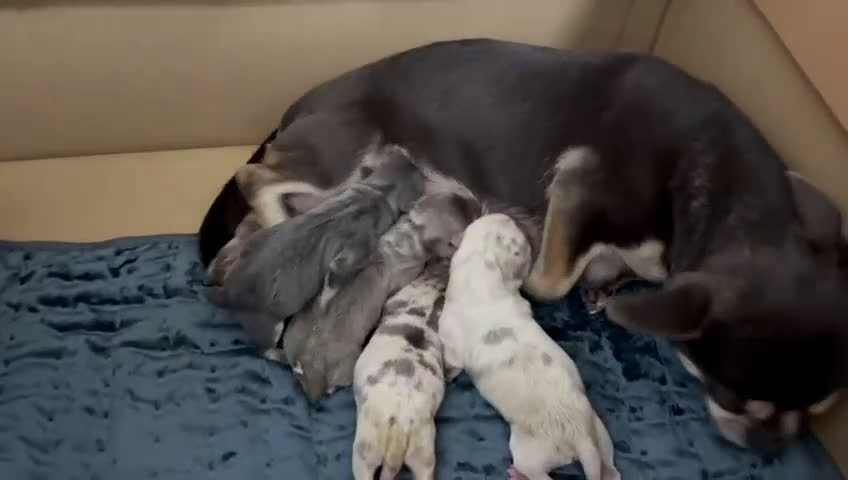 Chihuahua perros en venta: CHIHUAHUA-COLORES EXOTICOS - Video 2