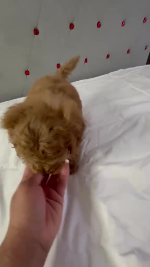 Caniche Toy perros en venta: Caniche toy  rojos y apricot - Video 4