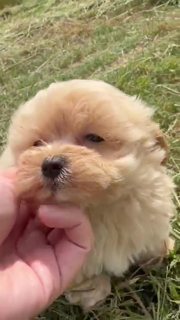 Maltipoo perros en venta: Hembras de maltipoo nacionales super toy - Video 1