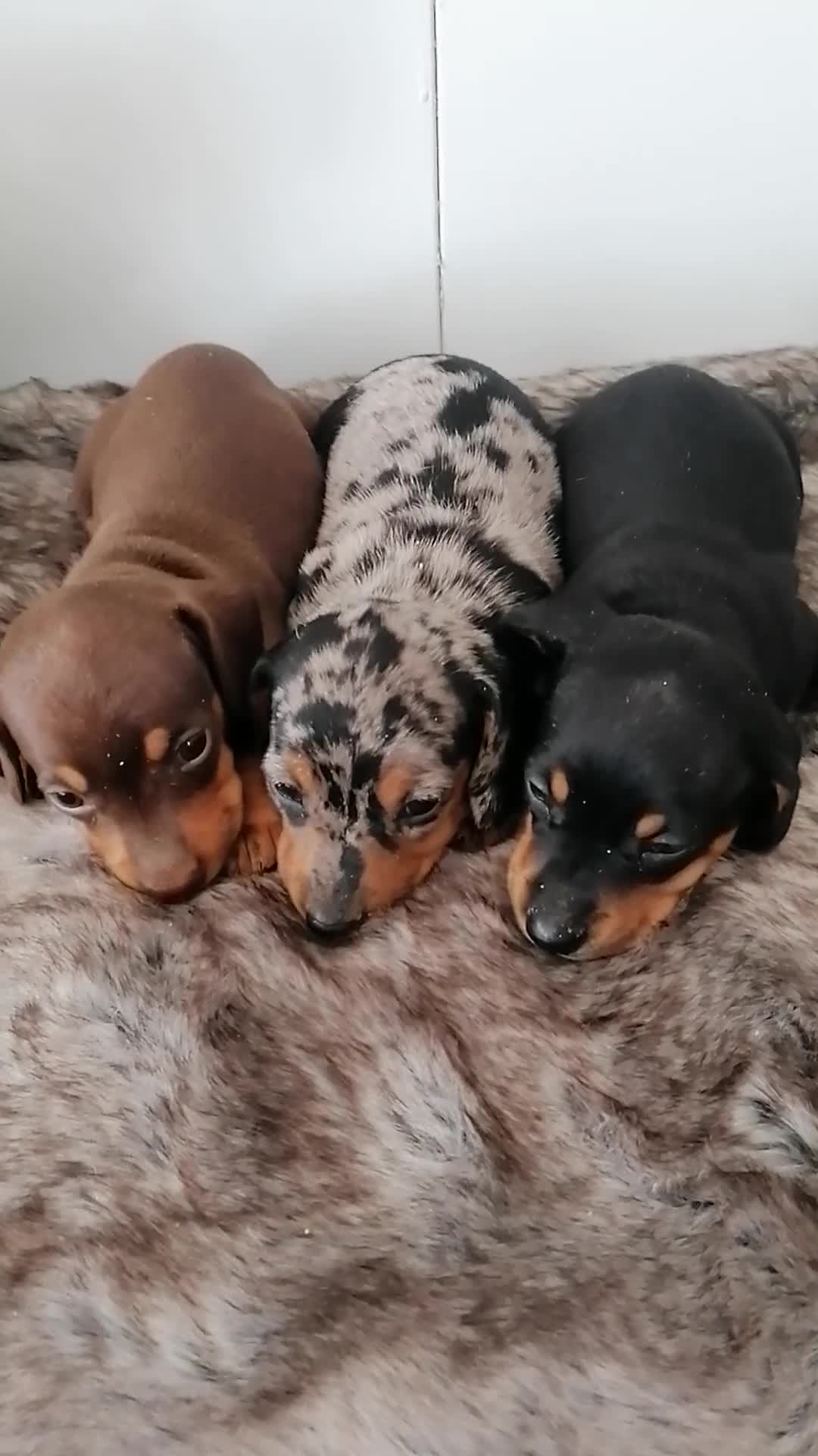 Teckel perros en venta: Preciosa camada de teckel  - Video 1
