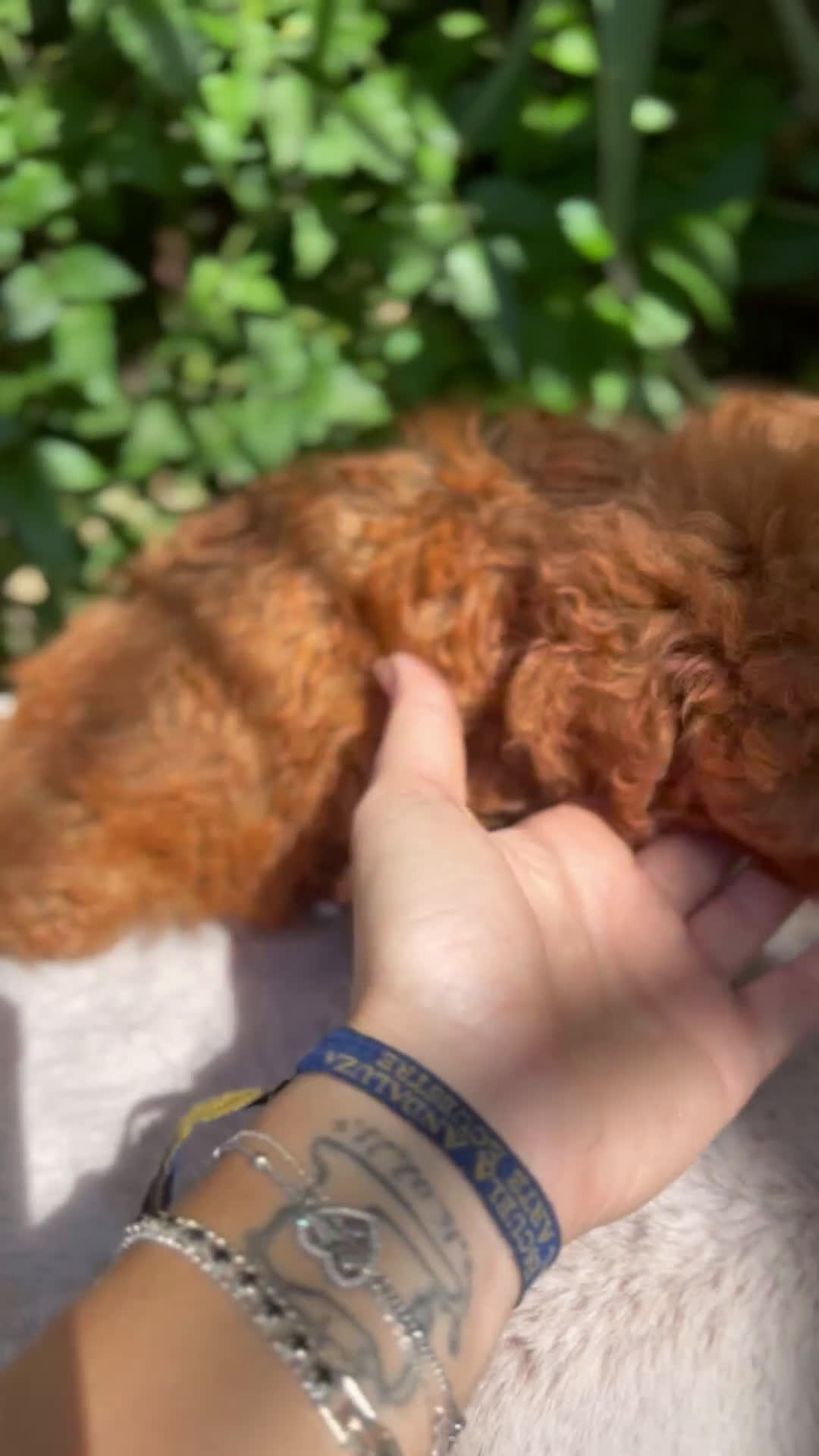 Caniche Toy perros en venta: Caniche toy rojo  - Video 1