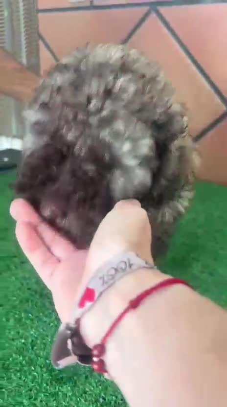Perro de Agua Español perros en venta: Perro de agua Español  - Video 1