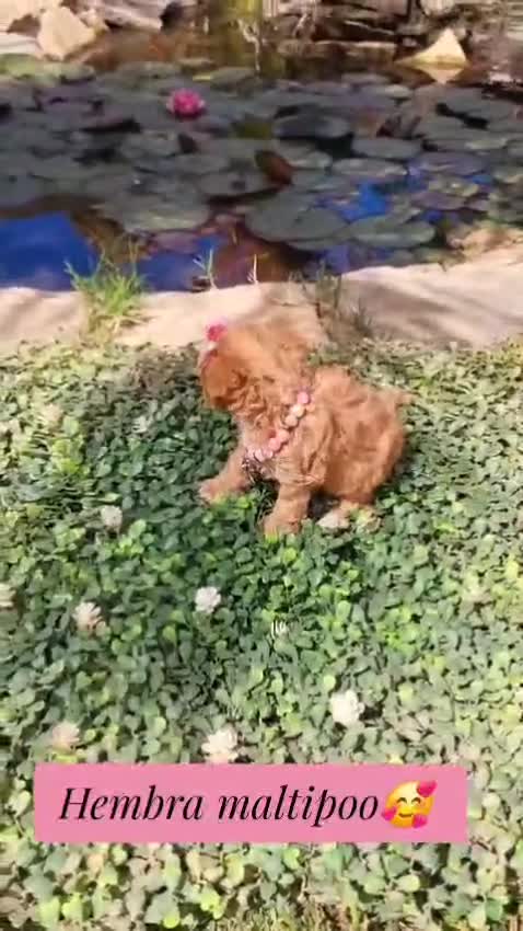 Maltipoo perros en venta: Maltipoos linea asiatica y coreana!! - Video 2