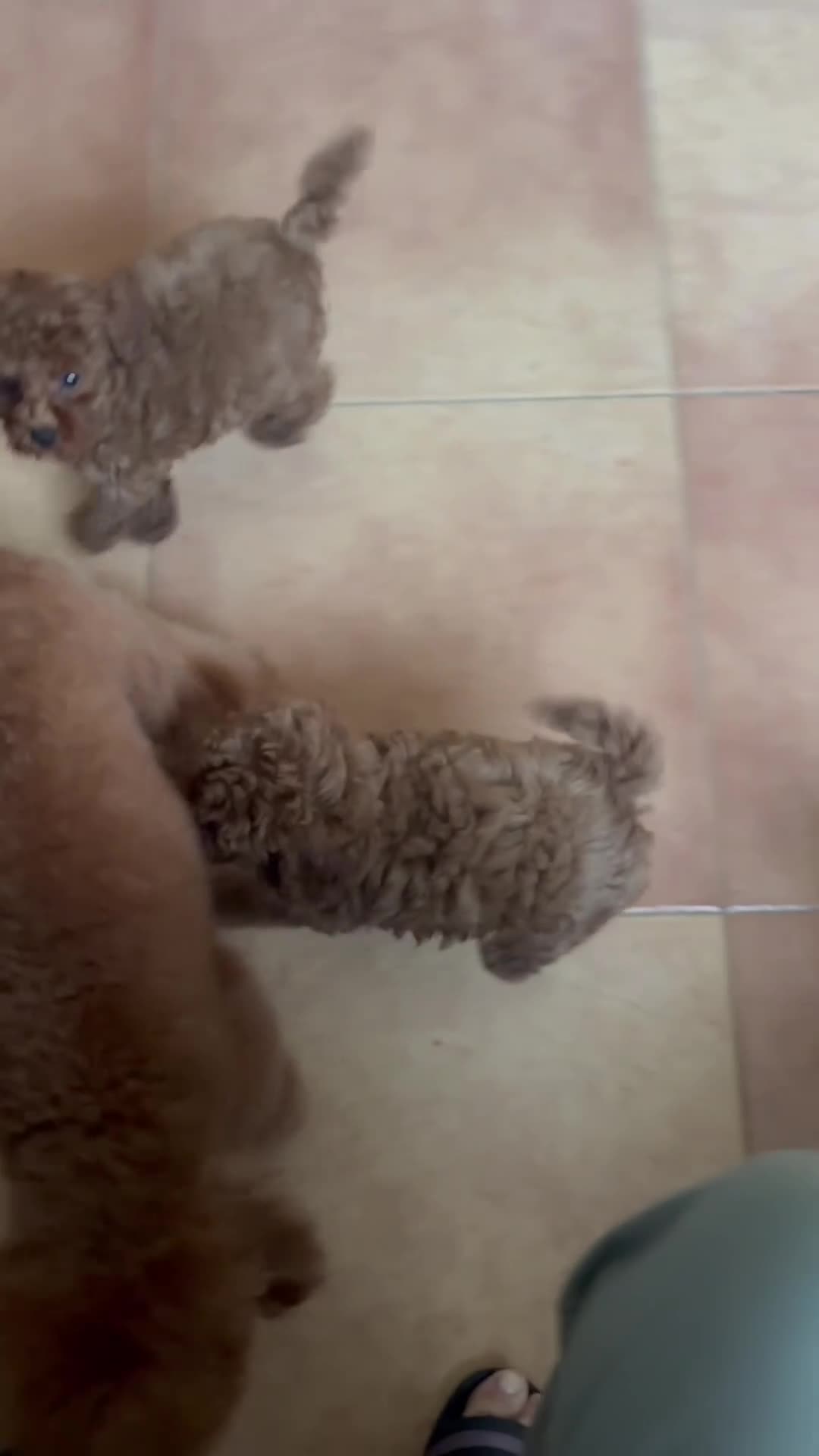 Caniche Toy perros en venta: Caniche toy muy bonitos y pequeñitos!! - Video 1