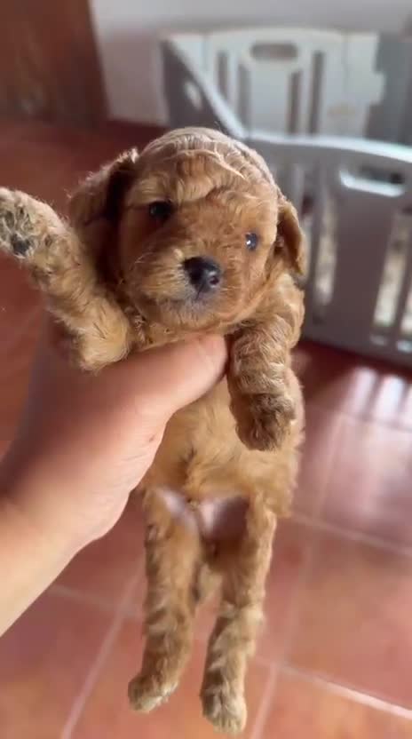 Caniche Toy perros en venta: Caniche toy  - Video 1