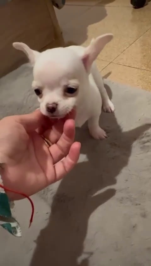 Chihuahua perros en venta: CHIHUAHUAS MINIS TOYS - Video 1