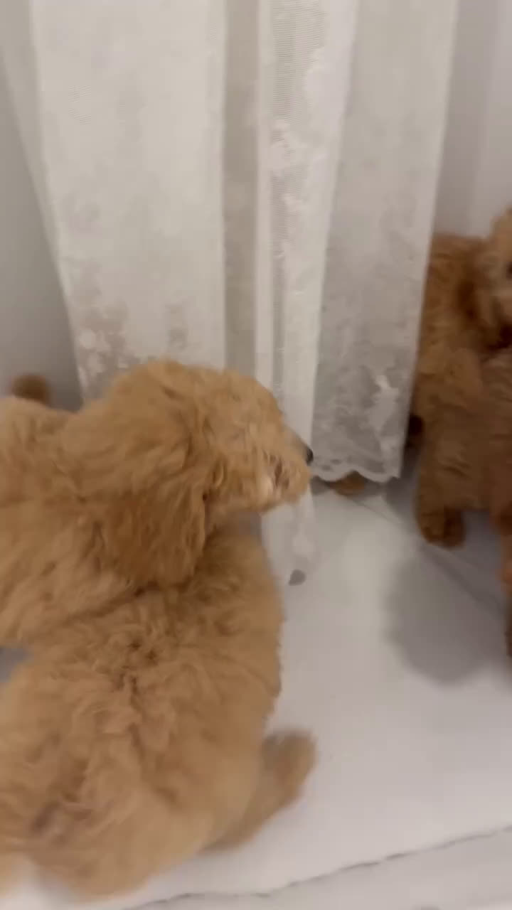 Caniche Mediano perros en venta: Caniche enano disponibles!! - Video 1