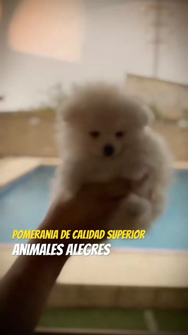 Pomerania perros en venta: Pomerania toy - Video 1