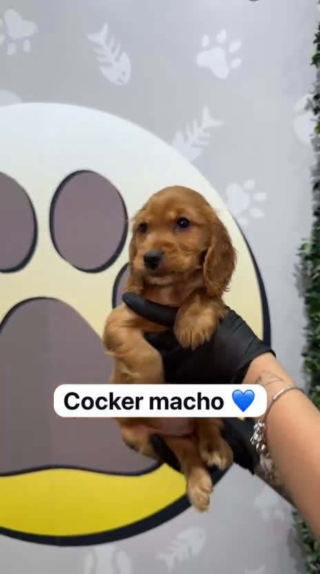 Cocker Spaniel Inglés perros en venta: 🐶 CACHORRO DE COCKER DISPONIBLE 🐶 - Video 1