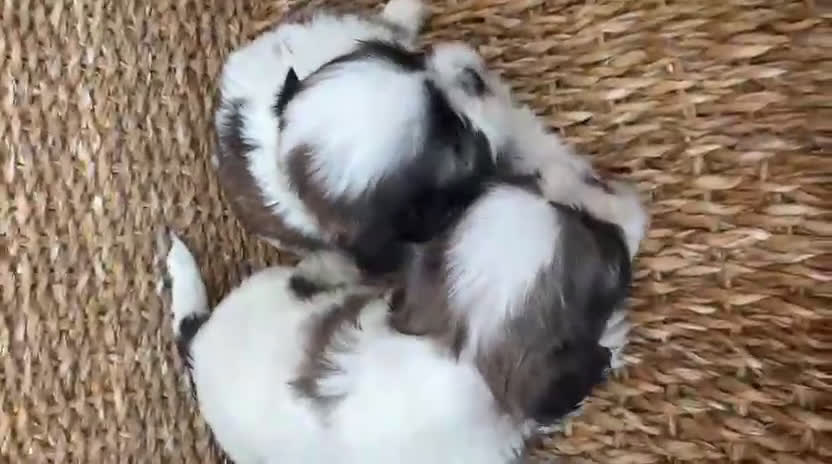 Shih Tzu perros en venta: Shih tzu bicolor - Video 1