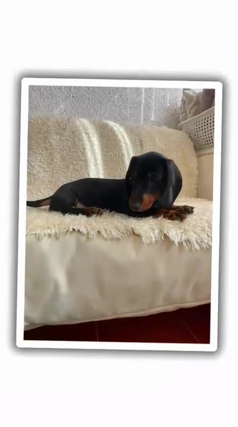 Teckel perros en venta: Negro fuego  - Video 3