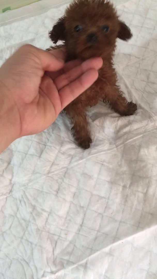 Caniche Toy perros en venta: CANICHES TOYS GRAN CALIDAD  en Murcia - Video 2