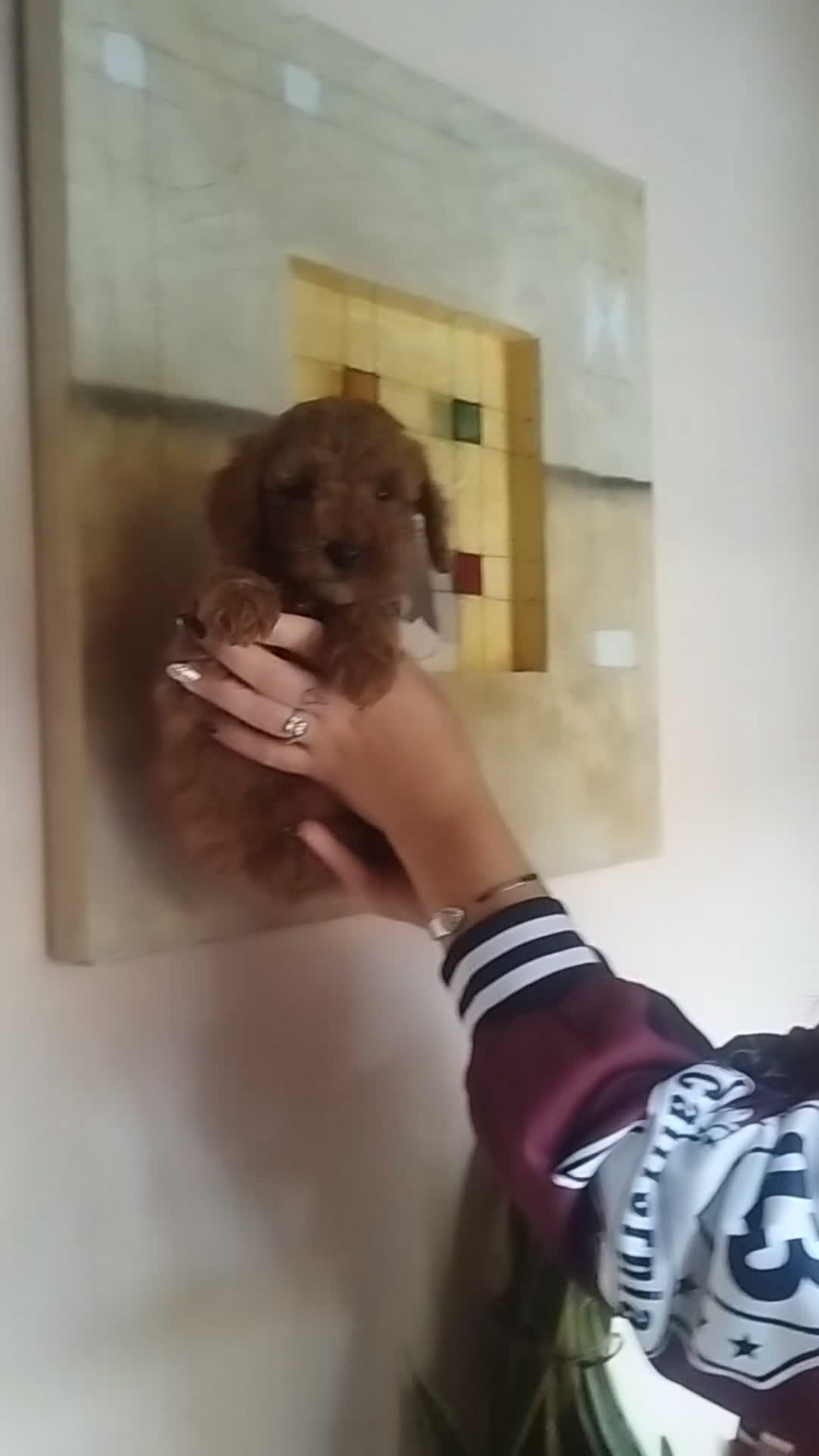 Caniche Toy perros en venta: Caniche hembra roja EXCLUSIVAS - Video 1