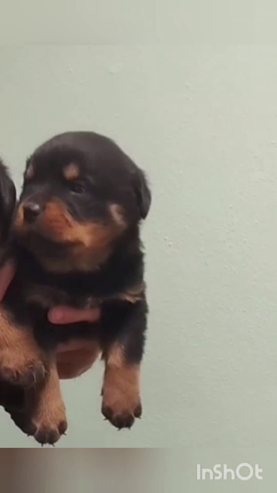 Rottweiler perros en venta: Última hembra de rottweiler  - Video 1