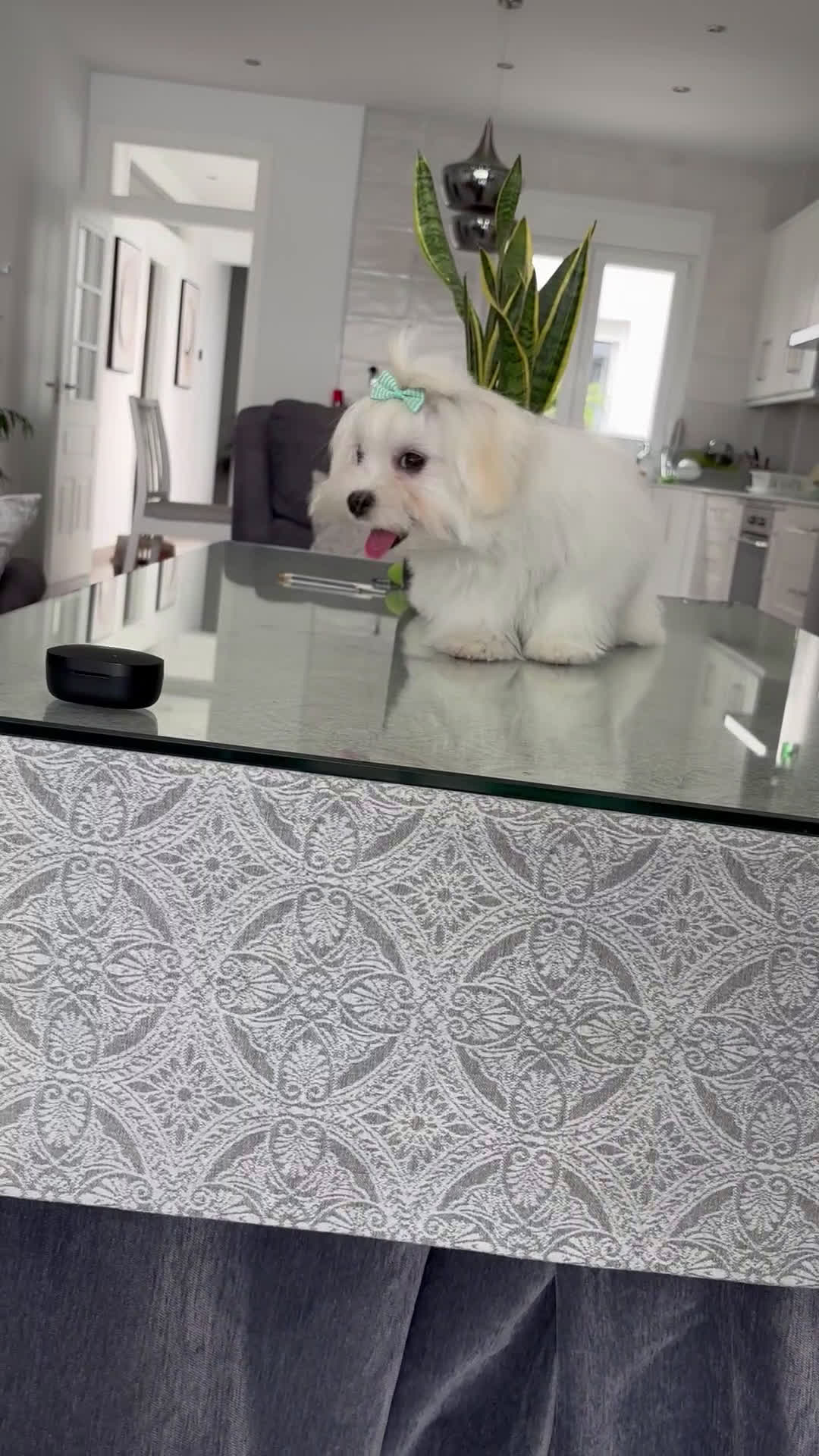 Bichón Maltés perros en venta: Cachorrito de bichon maltés macho - Video 1