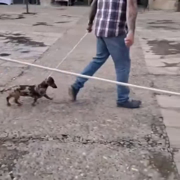 Teckel Miniatura perros en venta: Última hembra arlequín chocolate  disponible   - Video 2