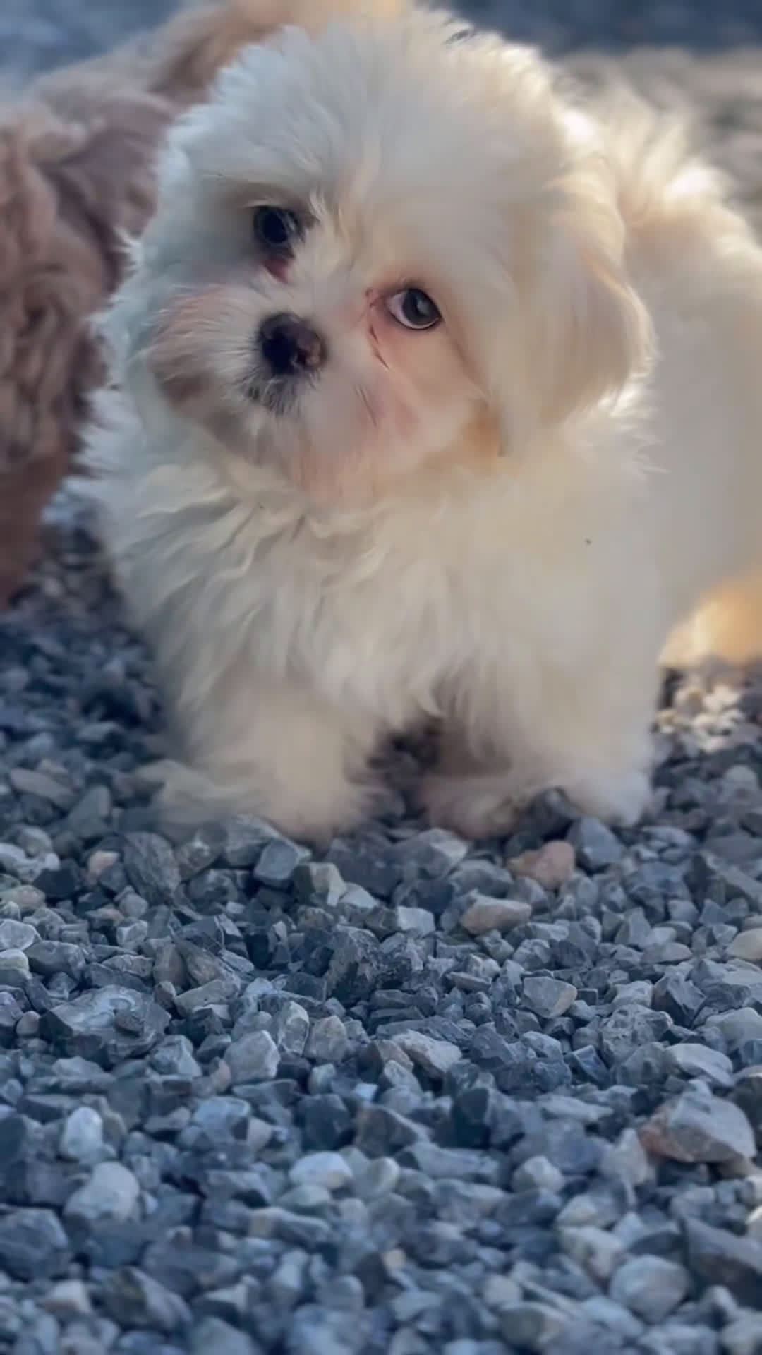 Maltipoo perros en venta: 🐾 Snow – Maltipoo macho blanco marfil 🐾 - Video 1