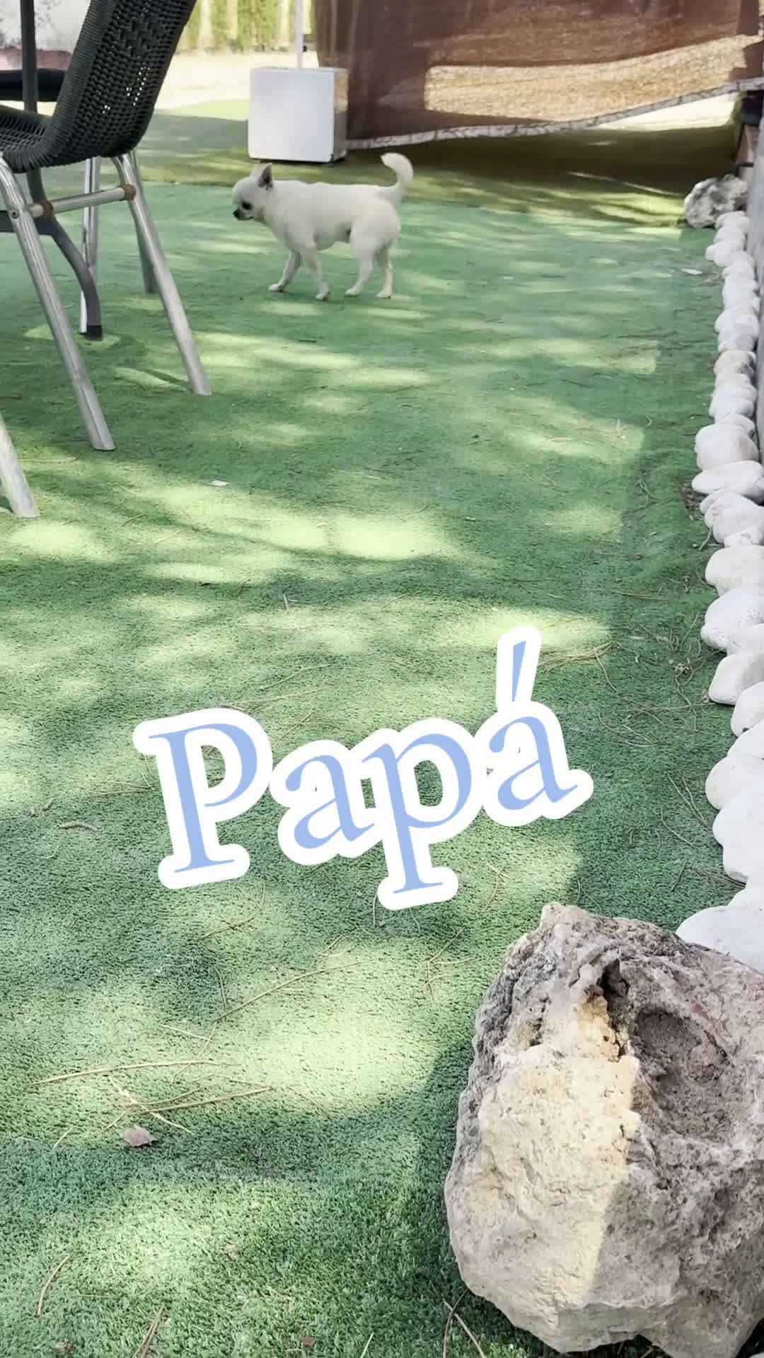 Chihuahua perros en venta: Chihuahua blanco cabeza manzana  - Video 1