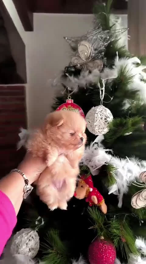 Pomerania perros en venta: Lulu Pomerania toy cara osito naranja blanco - Video 1