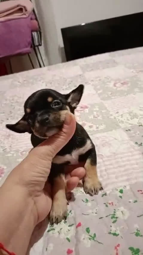 Chihuahua perros en venta: Chihuhuas toy  - Video 2