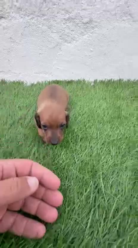 Teckel Miniatura perros en venta: Teckel miniatura rojizo - Video 1