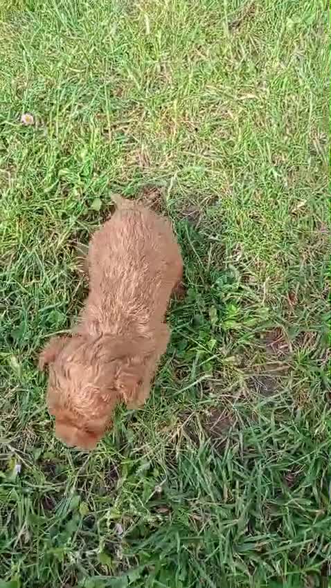 Caniche Toy perros en venta: Caniche toy  - Video 5