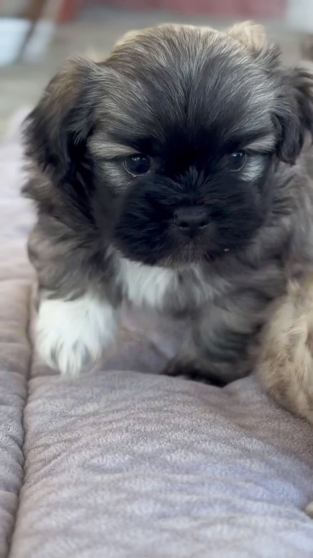 Maltipoo perros en venta: 🐾 Maxi y Boom – Maltipoo marrones con encanto ☕ - Video 1