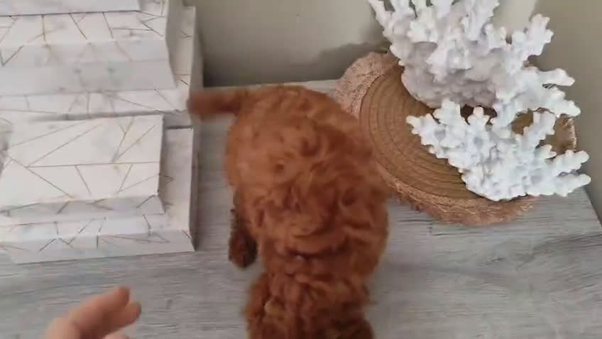 Caniche Toy perros en venta: Caniche toy toy - Video 1