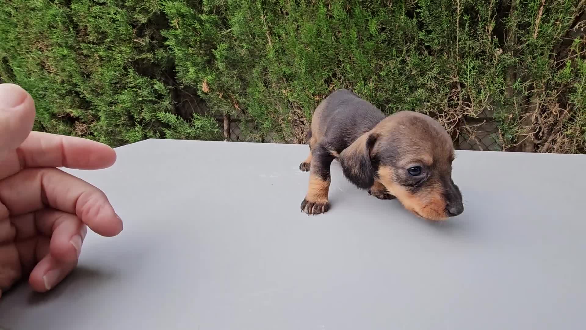 Teckel perros en venta: Adorables cachorritos de teckel  - Video 3