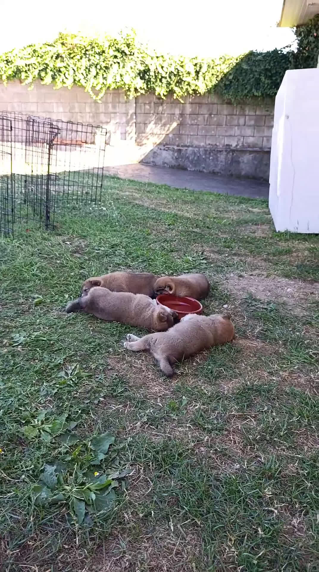 Shiba Inu perros en venta: SHIBA INU - Video 2