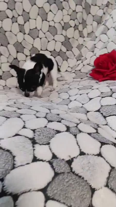Chihuahua perros en venta: Chihuhuas toy - Video 4