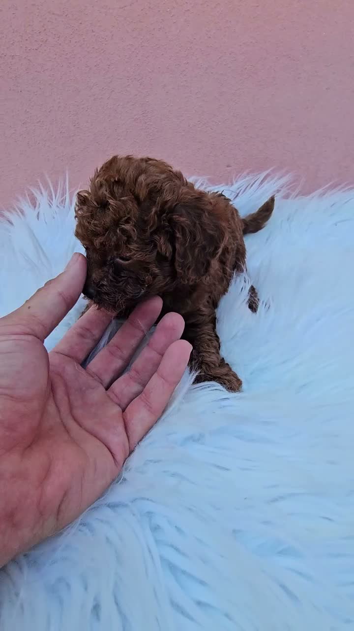 Caniche Toy perros en venta: CACHORROS LINEA ASIATICA en Sevilla - Video 1