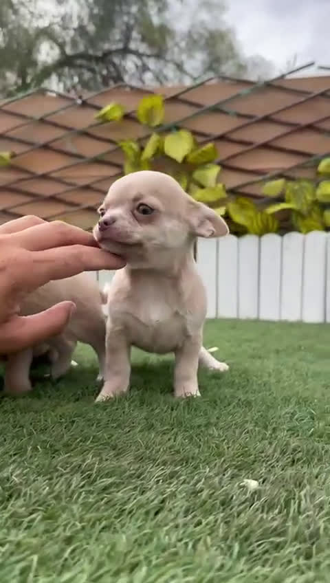 Chihuahua perros en venta: CHIHUAHUA - Video 3