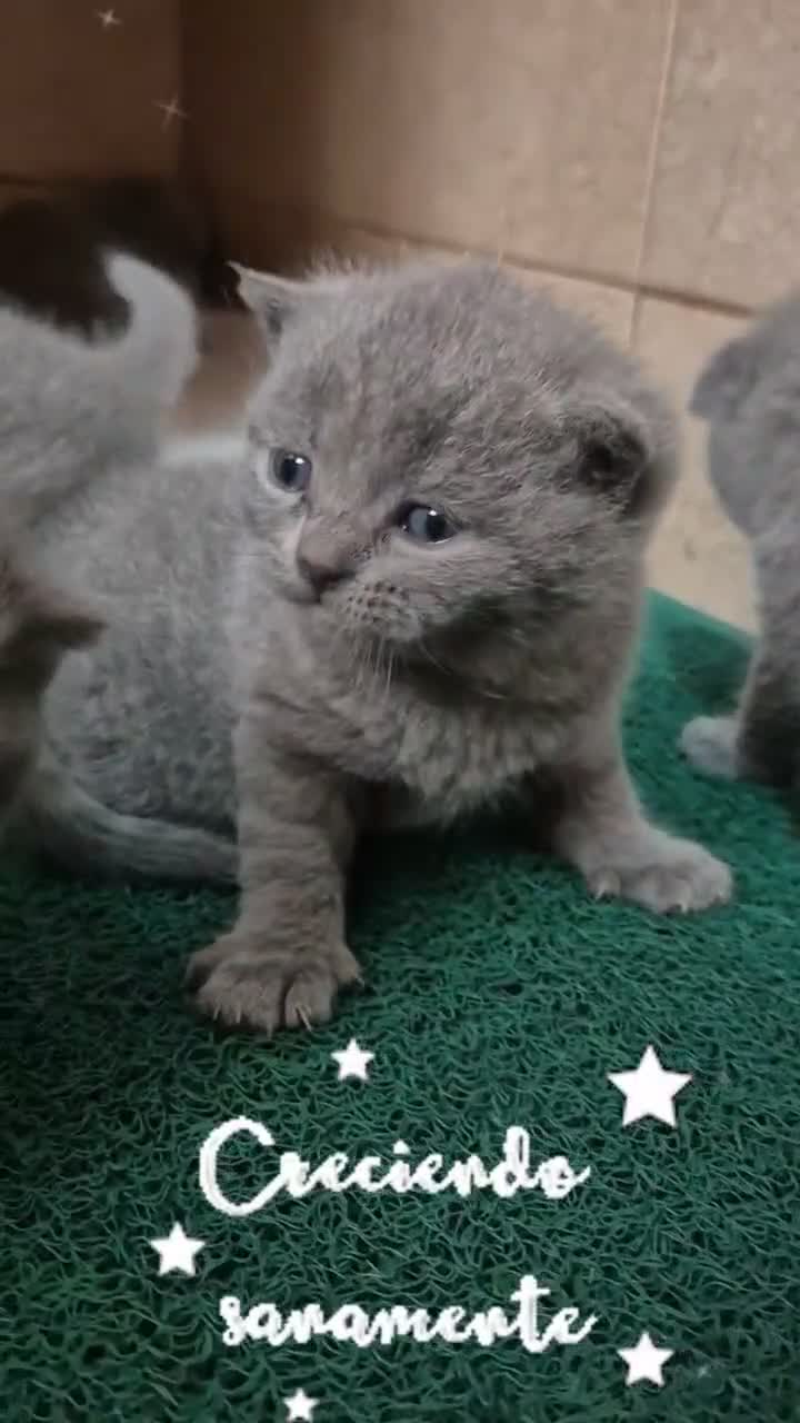 Británico de Pelo Corto gatos en venta: GATOS BRITANICO PELO CORTO  (SCOTTISH FOLD) - Video 4