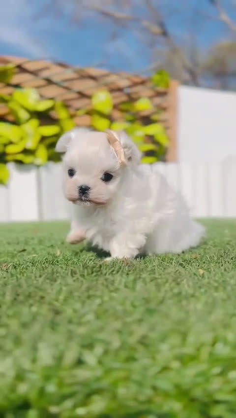 Bichón Maltés perros en venta: BICHON MALTES COREANO 10OX100 - Video 3