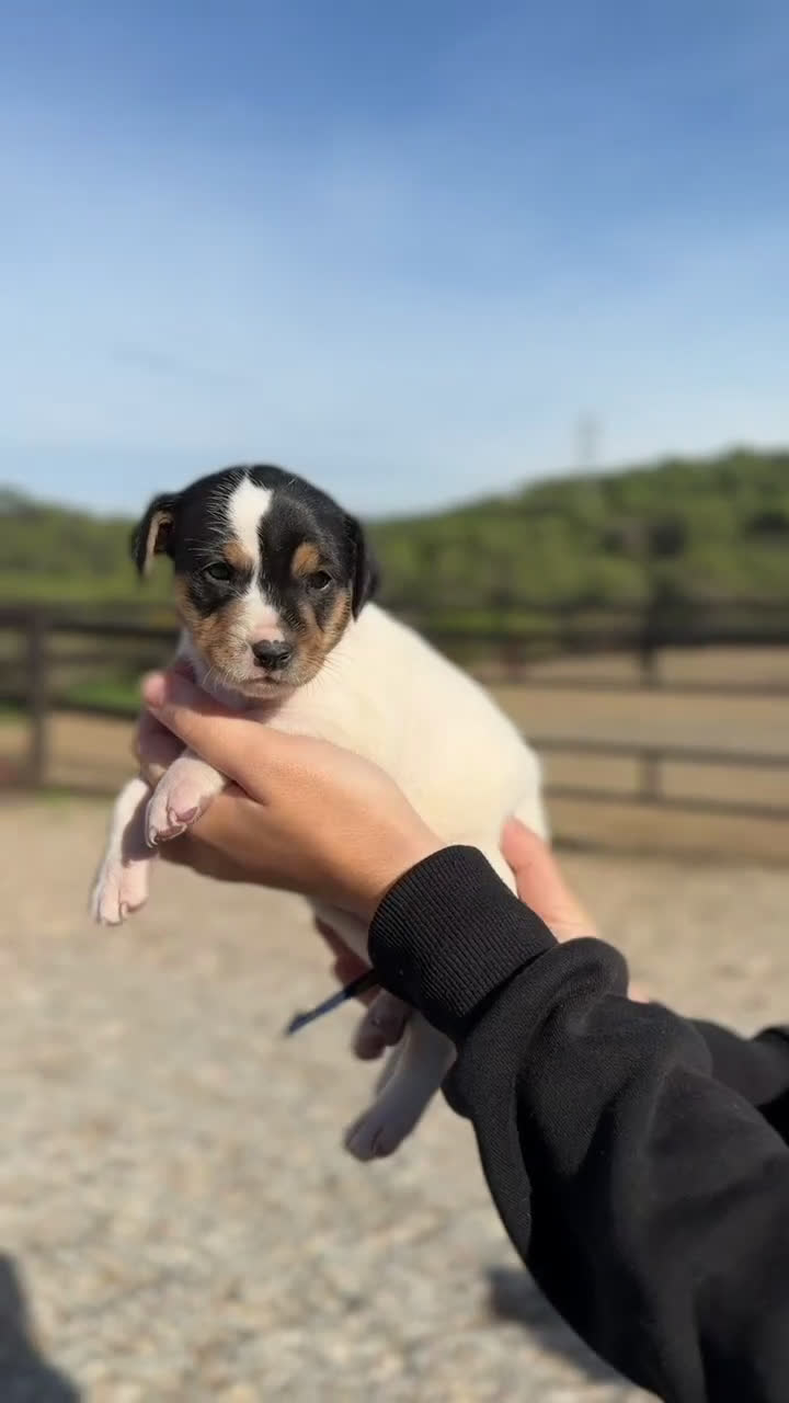 Ratonero Bodeguero Andaluz perros en venta: Bodeguero andaluz hembra  - Video 1