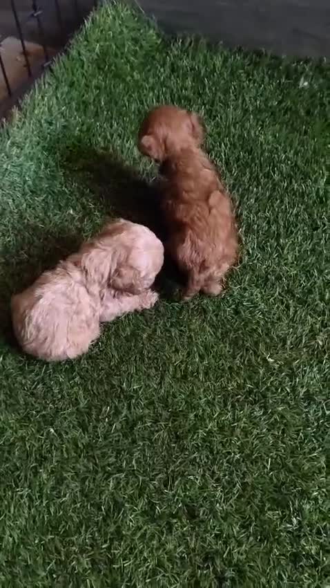 Caniche Toy perros en venta: Última Caniche Toy Apricot hembra - Video 1