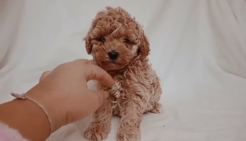 Caniche Toy perros en venta: Caniche toy en La Coruña - Video 1